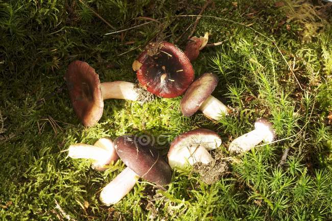 Groselha russula cogumelos — Fotografia de Stock