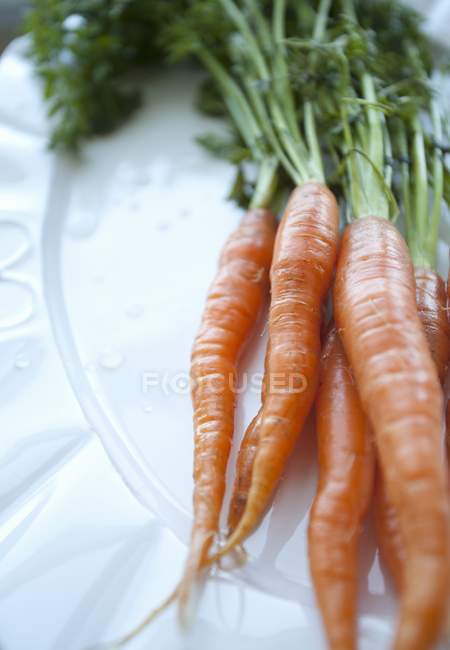 Cenouras frescas com topos — Fotografia de Stock