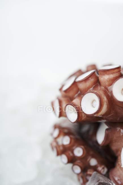 Pacific Octopus on ice — Stock Photo