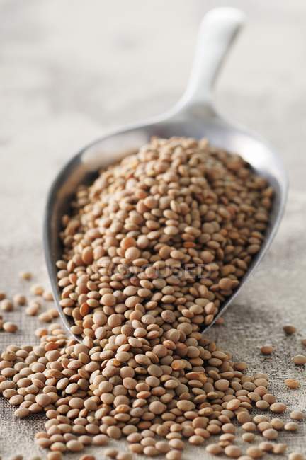 Lentils on a metal scoop — Stock Photo
