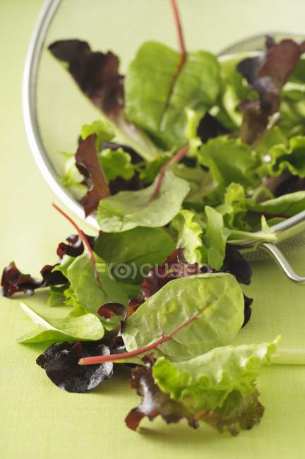 Feuilles de salade mélangées dans un tamis — Photo de stock