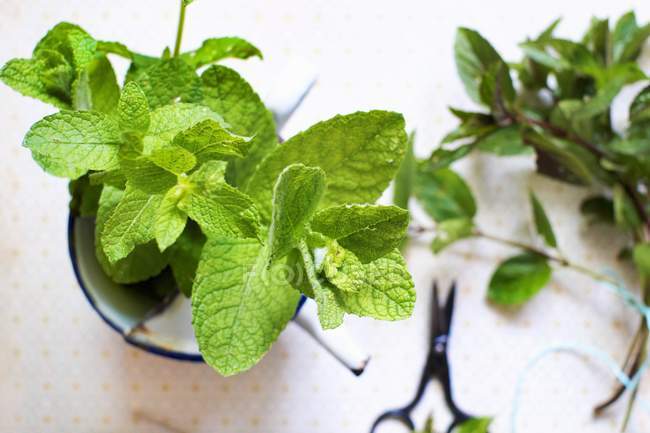 Different varieties of fresh mint — Stock Photo