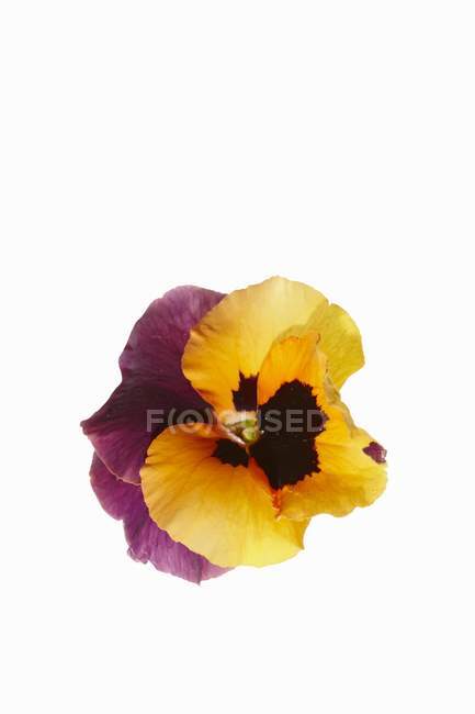 Closeup view of Pansy flowers on white background — Stock Photo