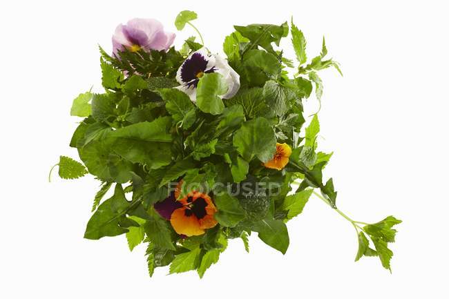 Ingredienti per insalata di erbe selvatiche su sfondo bianco — Foto stock