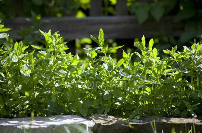 Hortelã-pimenta crescendo no jardim — Fotografia de Stock