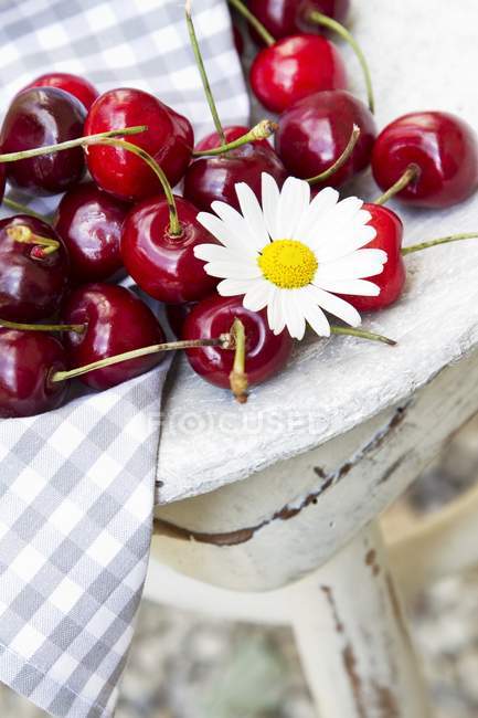 Cerejas frescas com flor de margarida — Fotografia de Stock