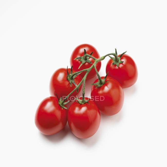 Красные помидоры на винограднике — стоковое фото