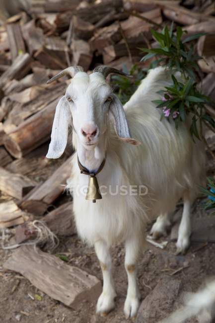 Una capra bianca con una campana in piedi vicino a un mucchio di tronchi — Foto stock