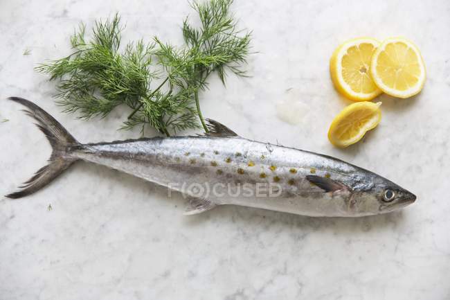 Fresh Mackerel fish — Stock Photo