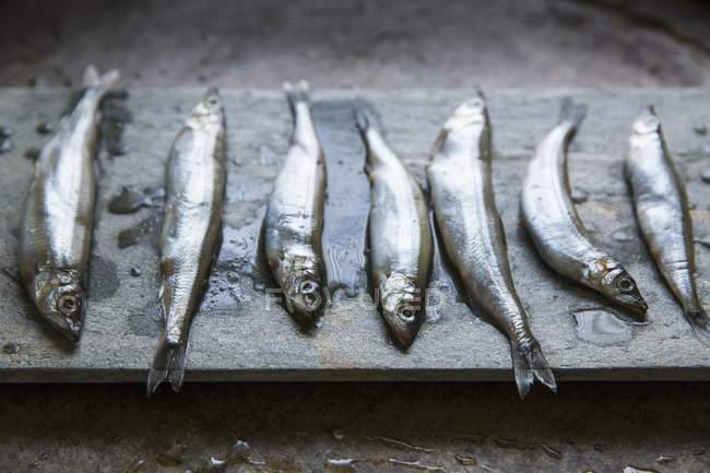 Frisch gefangene Sardinen auf Schiefer — Stockfoto
