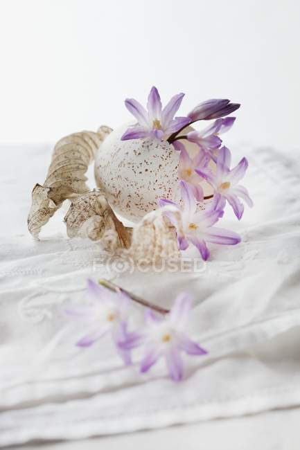 Fiori di scilla con uovo di tacchino e foglie di hosta su una tovaglia bianca — Foto stock