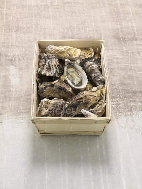 French Fines de Claire oysters — Stock Photo