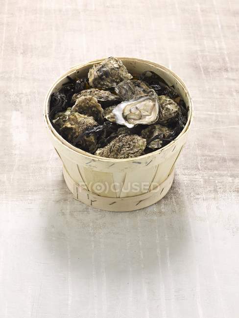 Frische pazifische Austern — Stockfoto