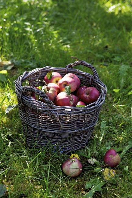 Fresh picked Boskoop apples — Stock Photo
