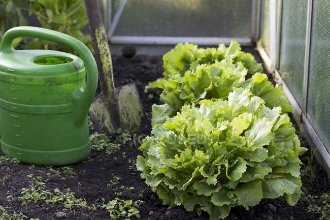 Endives growing in a greenhouse during daytime — Stock Photo