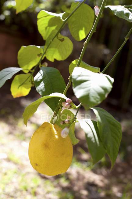 Citron poussant sur l'arbre — Photo de stock