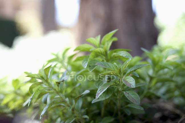Mint growing in garden — Stock Photo