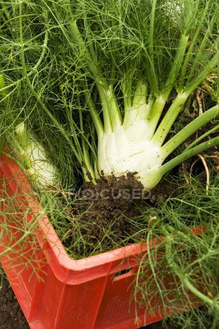 Freshly harvested fennel in a crate during daytime — Stock Photo