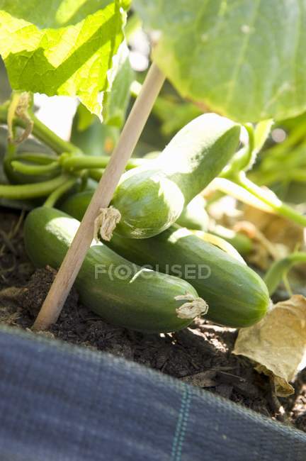 Cucumbers on plant outdoors — Stock Photo