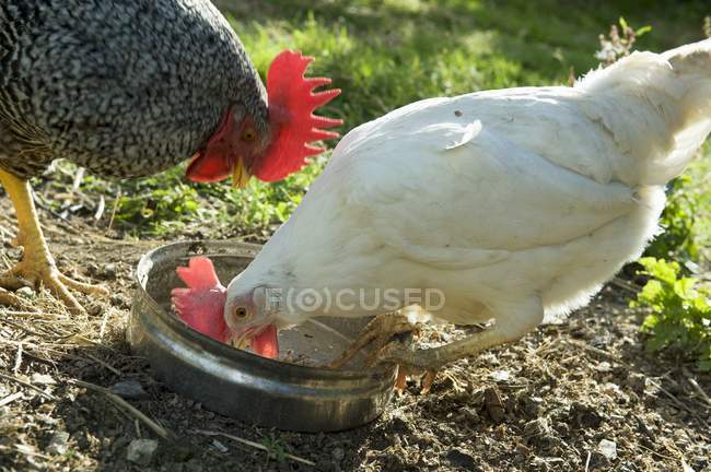Daytime view of hens pecking food out of a dish — Stock Photo