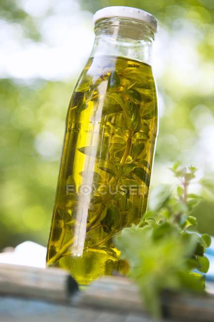Closeup view of home-made oregano oil with herb in glass bottle — Stock Photo