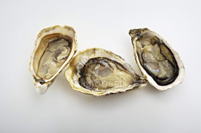 Frische Gillardeau-Austern — Stockfoto