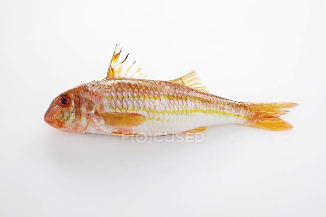 Roher Rotbarbenfisch — Stockfoto