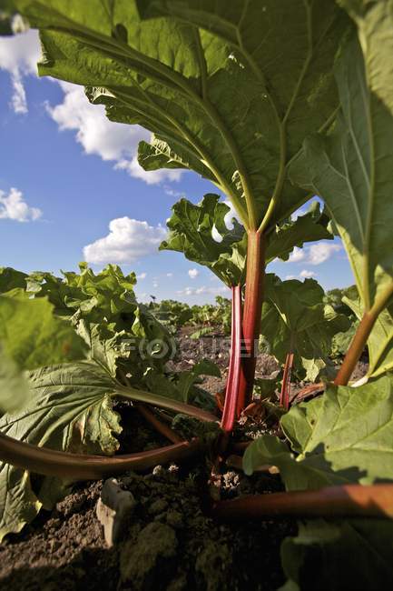 Gros plan vue de jour des plantes de rhubarbe poussant dans le champ — Photo de stock