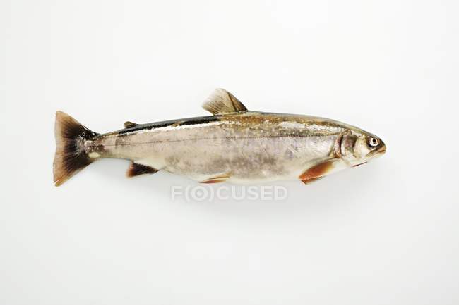 Pesce salmerino artico fresco — Foto stock