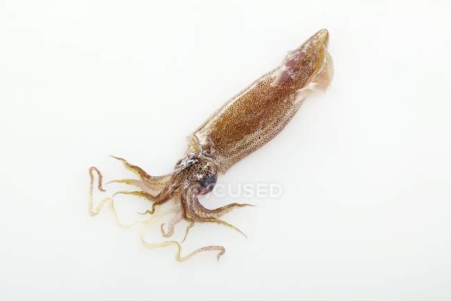 Closeup view of one squid on a white surface — Stock Photo