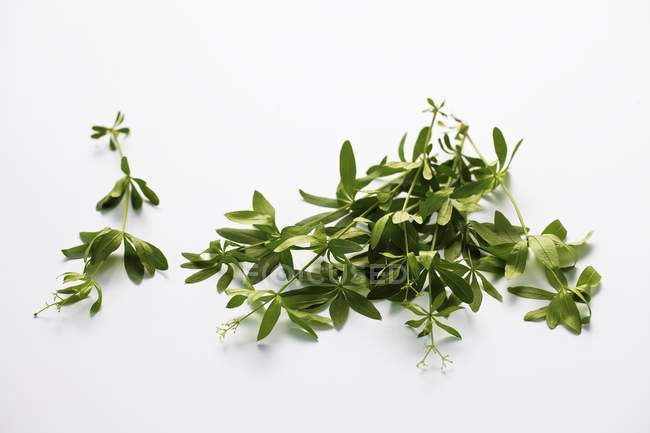 Rametti verdi Woodruff su una superficie bianca — Foto stock