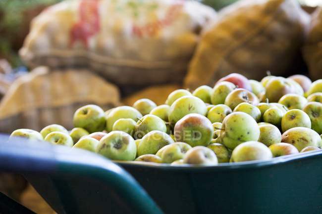 Closeup view of harvested apples in a wheelbarrow — Stock Photo