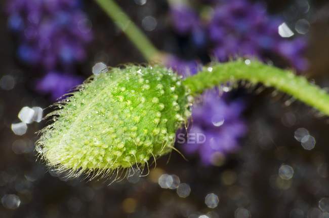 Vista ravvicinata di una testa di seme di papavero — Foto stock