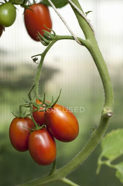 Tomates poussant sur la plante — Photo de stock
