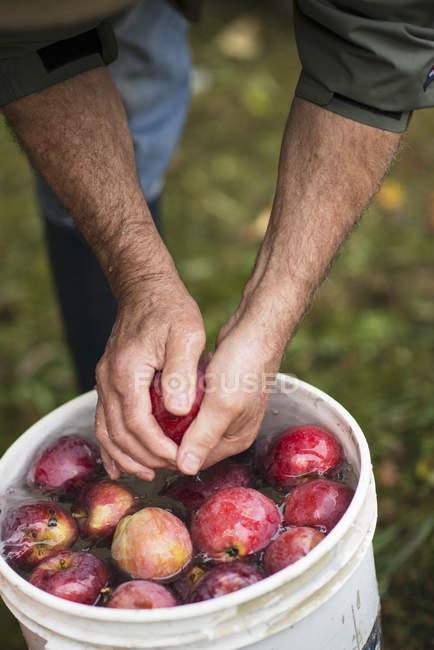 Чоловік миє свіжі яблука — стокове фото
