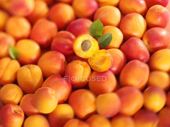 Fresh ripe Apricots — Stock Photo