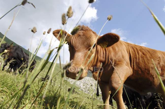 Visão inclinada diurna de uma vaca Angus no prado alpino — Fotografia de Stock