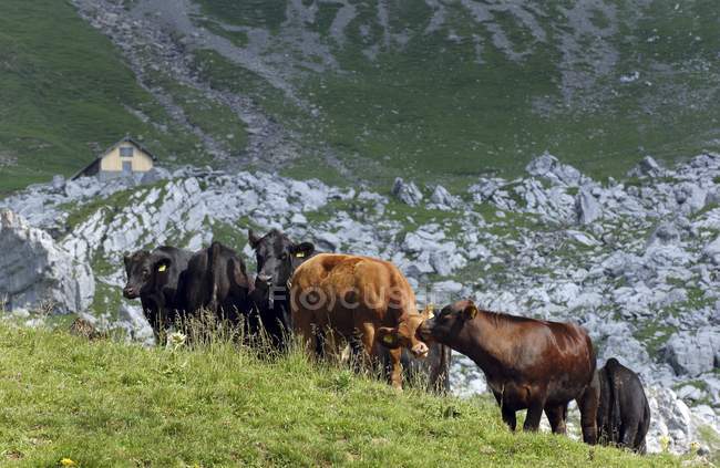 Vacche Angus su una montagna erbosa nel cantone di Nidwalden, Svizzera — Foto stock
