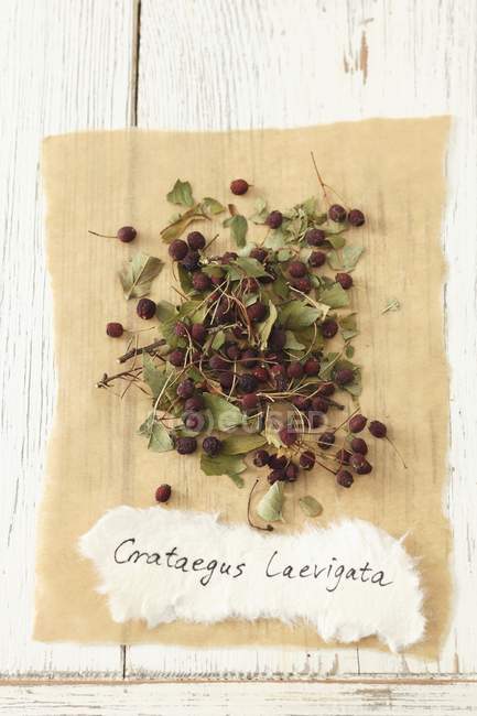 Elevated view of woodland hawthorn heap on paper with label — Stock Photo