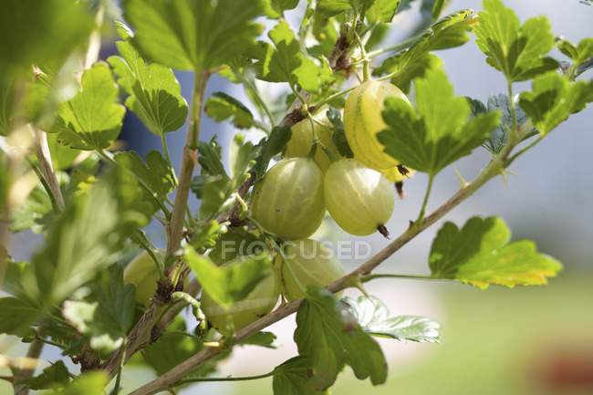 Gooseberries growing on bush — Stock Photo