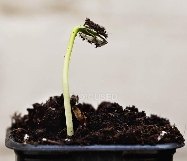 Vista close-up de uma planta cultivada de sementes de girassol recém-brotada — Fotografia de Stock