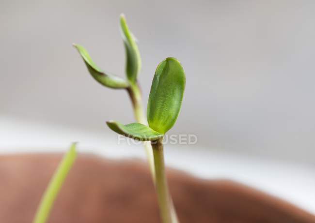 Closeup view of a young sunflower plants — Stock Photo