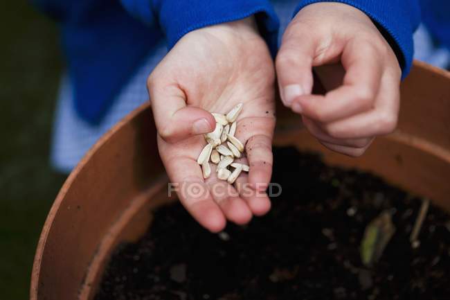Raw Sunflower seeds — Stock Photo