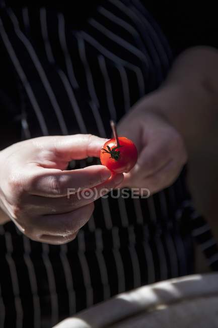 Un tomate ensartado en las manos - foto de stock
