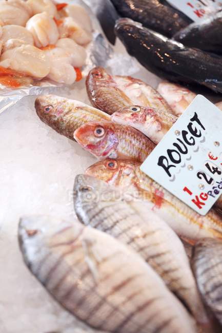 Red mullet and mussels — Stock Photo