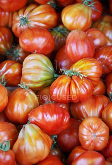 Pomodori oxheart freschi — Foto stock