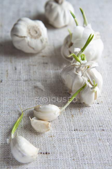 Луковицы и гвоздика чеснока — стоковое фото