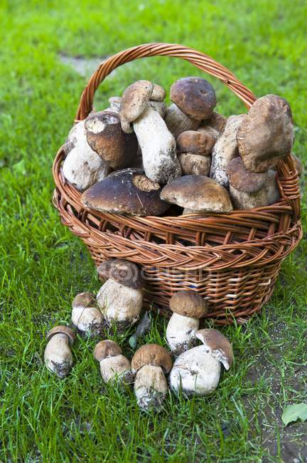 Fresh cutted ceps in basket — Stock Photo