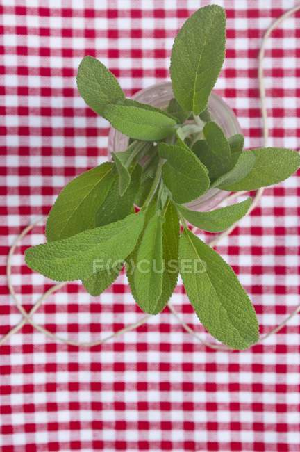 Sage sprigs in glass of water — Stock Photo