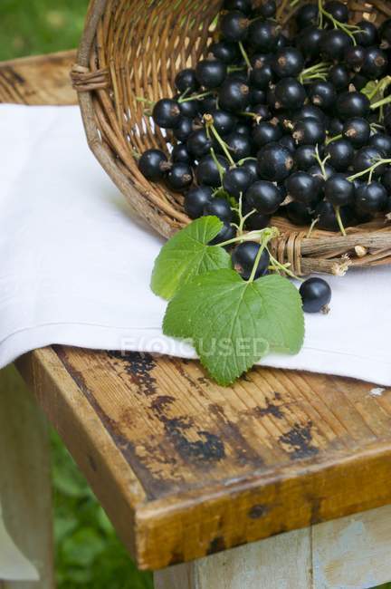 Basket of fresh blackcurrants — Stock Photo